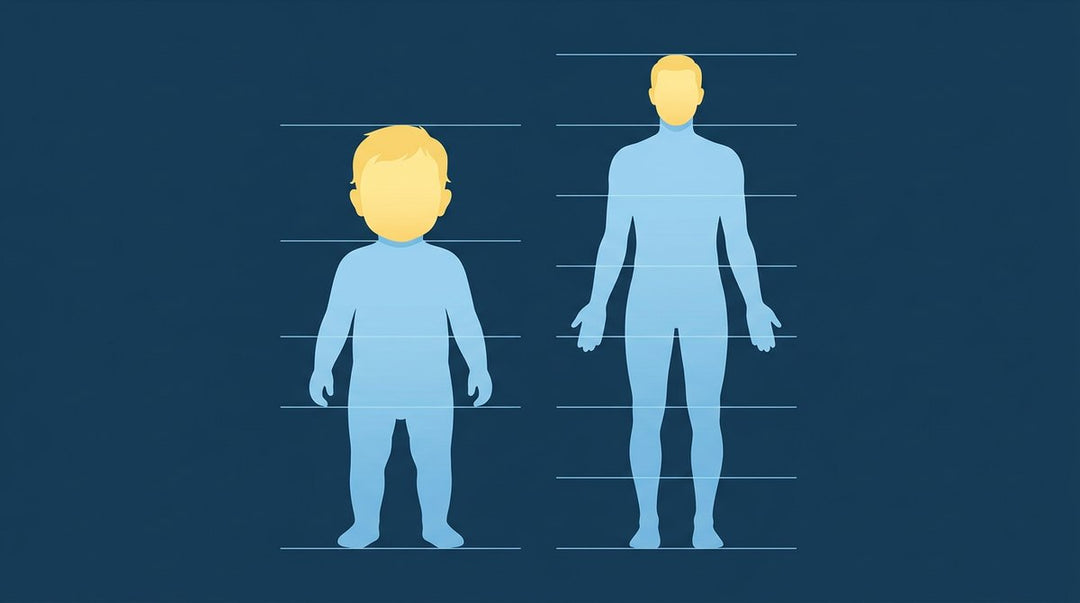 Toddler and adult drawn to the same height: the toddler head is about a quarter of height, the adult head about a seventh